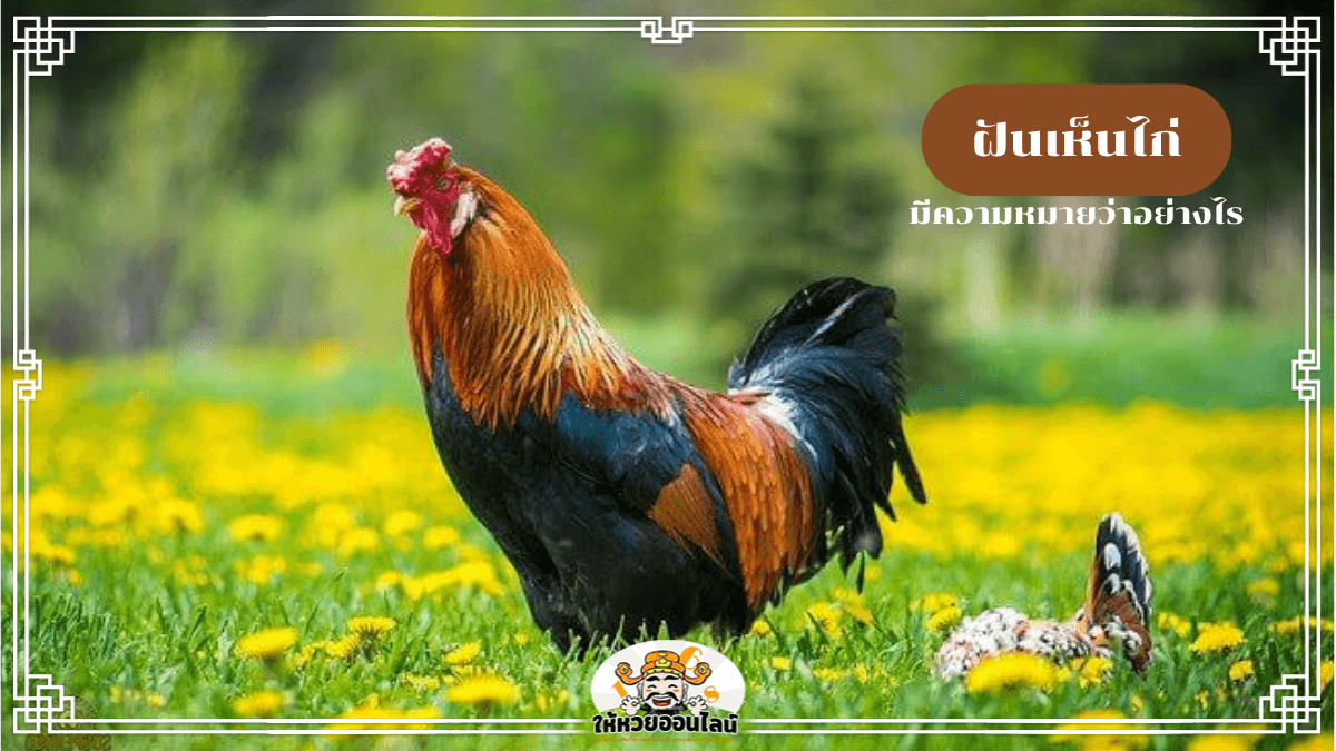 ฝันเห็นไก่ ความหมายไม่ได้ขำๆ อย่างที่คิด! มาดูกัน