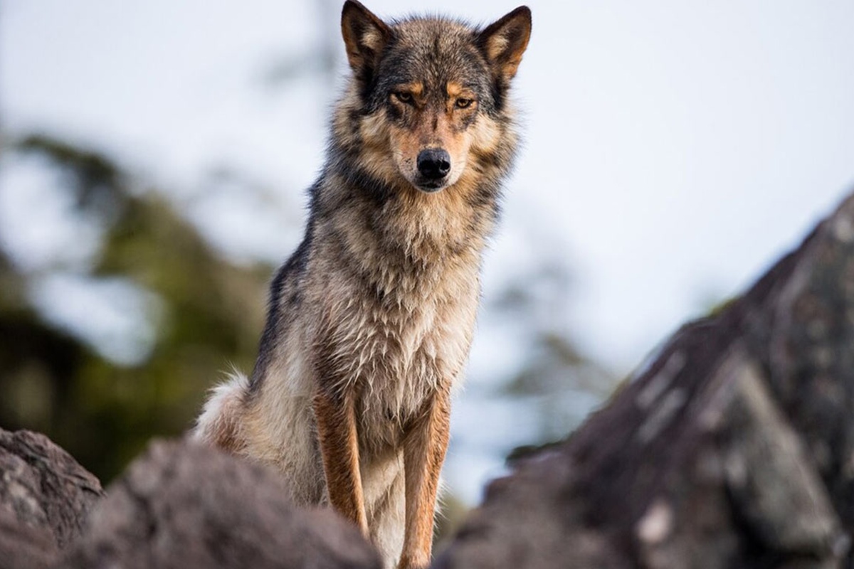 wolf