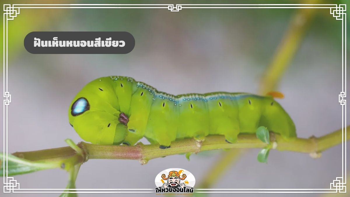 image-ฝันเห็นหนอนสีเขียว ส่องความหมาย ทำนายฝัน แจกเลขเด็ดฟรี