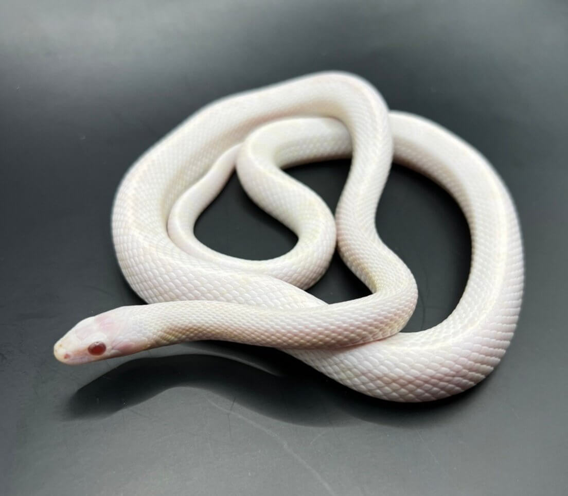 งูสีขาว 