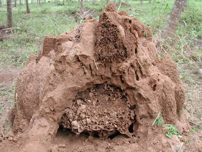 รังของปลวก 