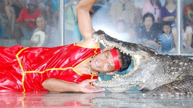 โชว์จระเข้