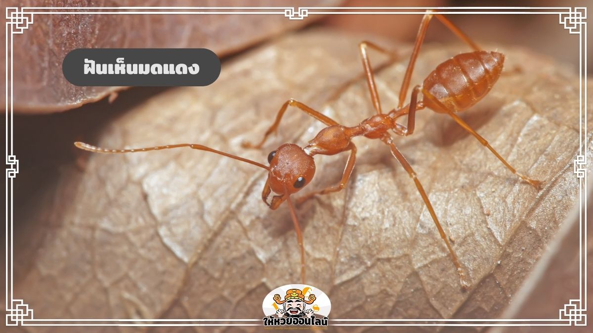image-ฝันเห็นมดแดง ทำไมถึงฝันแบบนี้ ตีความหมายจากฝัน
