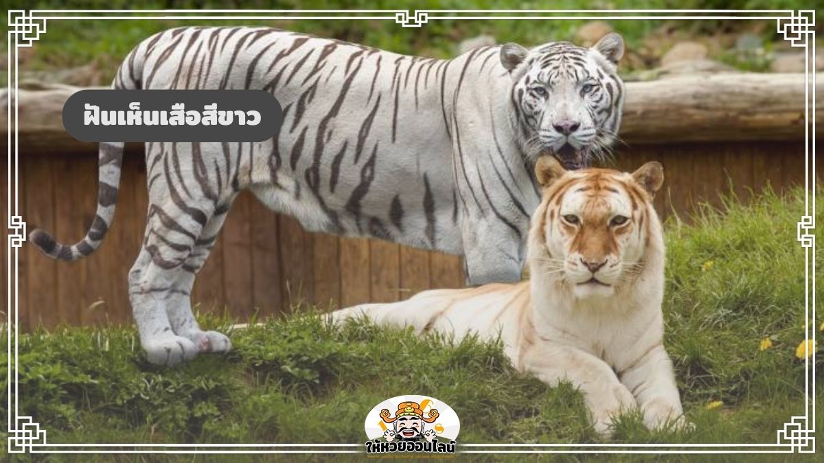 image-ฝันเห็นเสือสีขาว ทำนายความฝัน เช็กดวงชะตา เผยเลขเด็ดงวดนี้