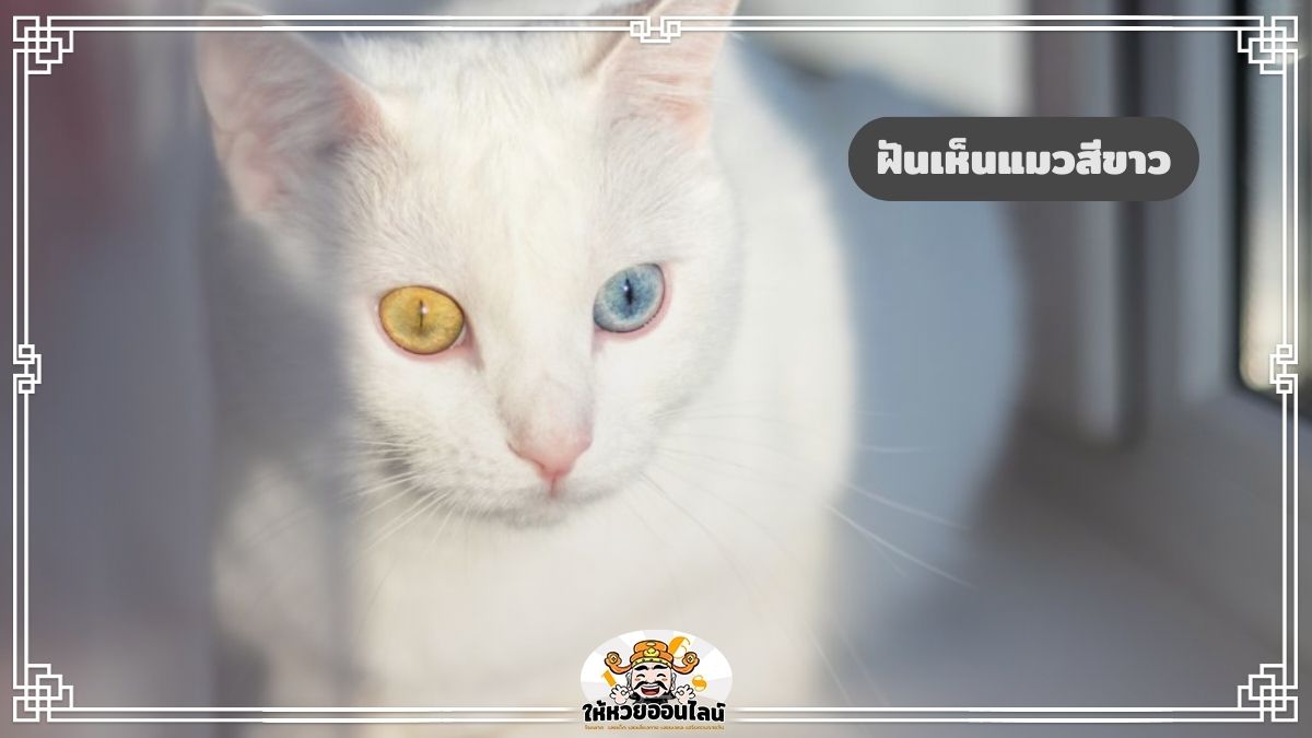image-ฝันเห็นแมวสีขาว ทำนายฝันเกี่ยวกับแมว พร้อมแจกเลขเด็ดฟรี