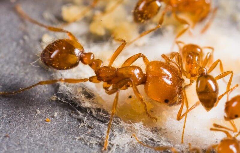 มดคันไฟ 