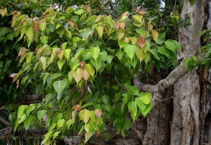 ต้นโพธิ์ ต้นใหญ่