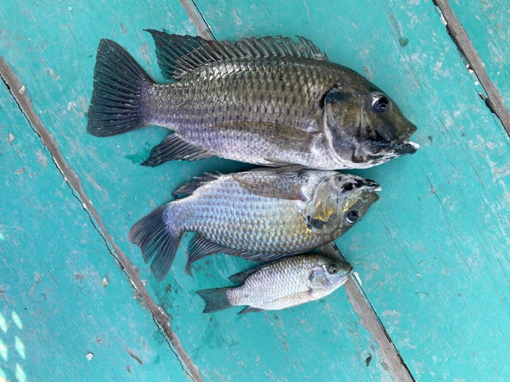 ปลาหมอคางดำ