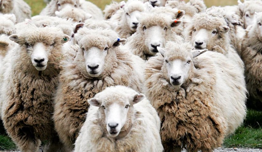 ฝูงแกะ