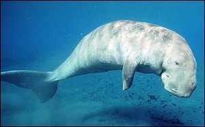 พะยูนตัวใหญ่