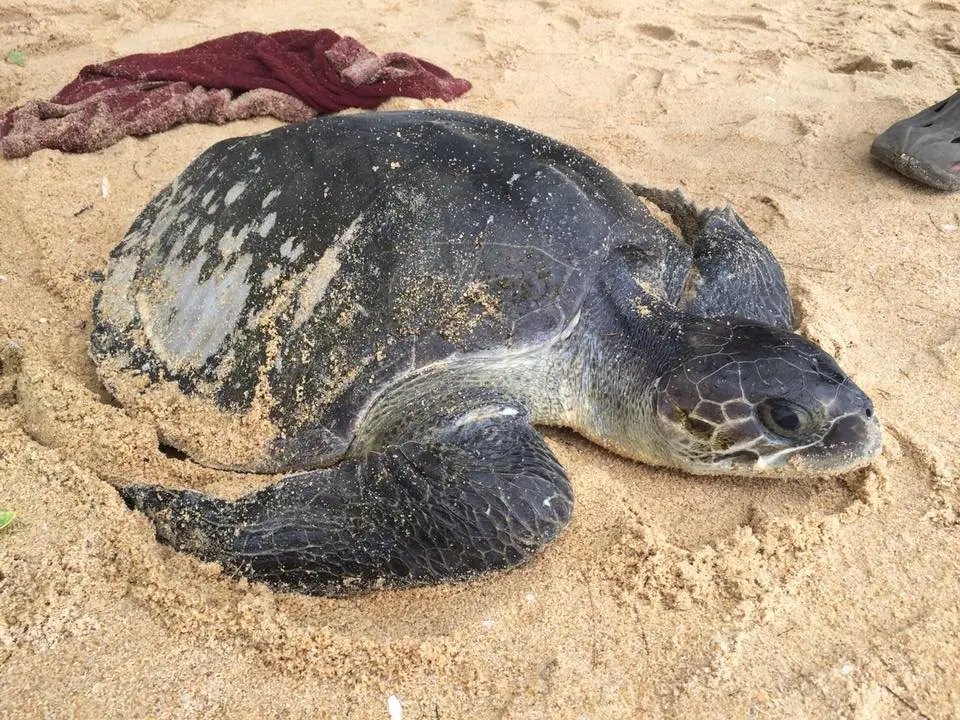 เต่าวางไข่