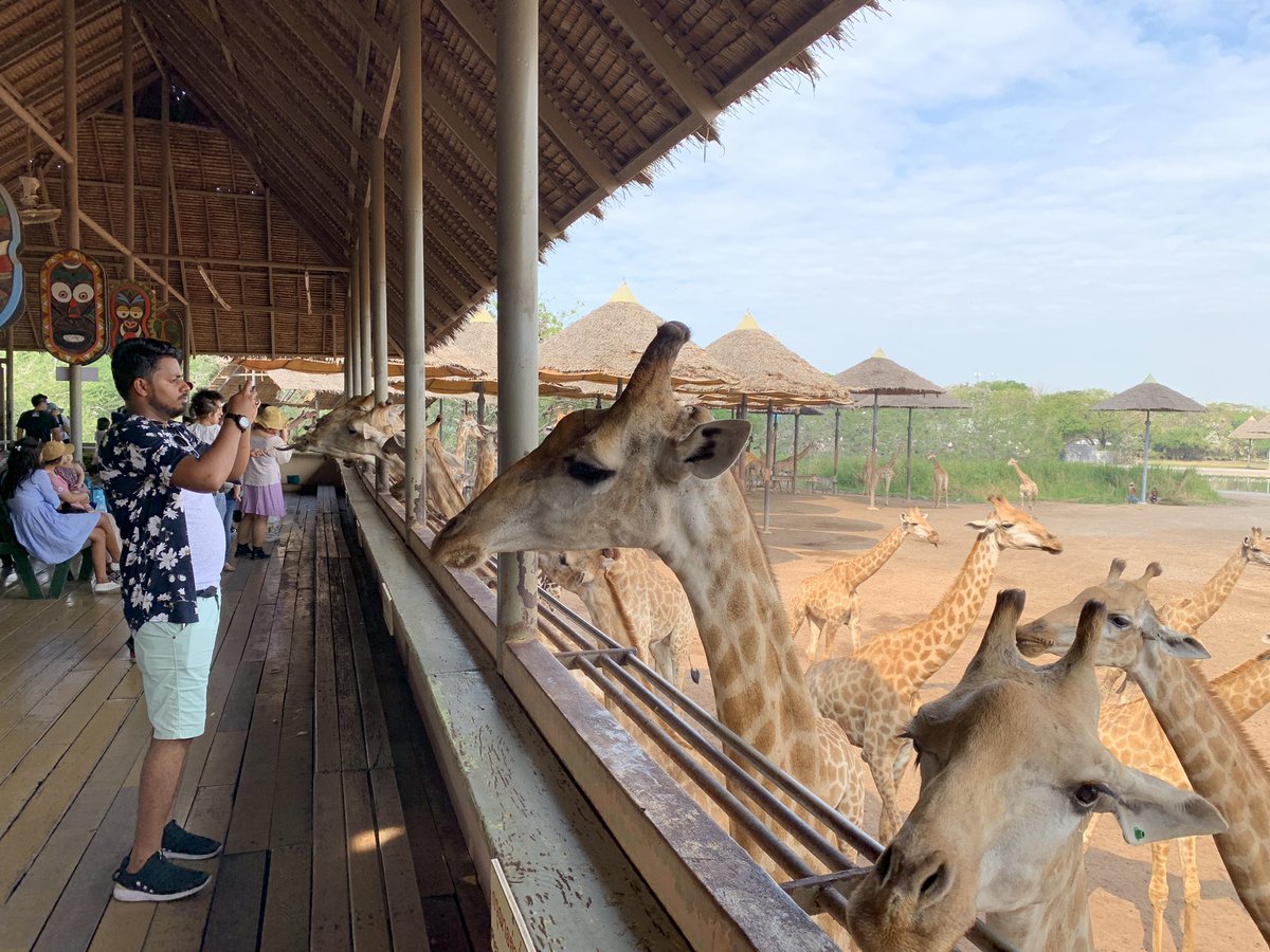 ให้อาหารยีราฟ