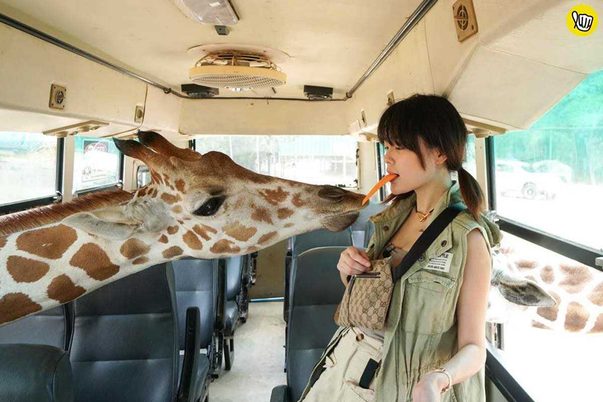 ให้อาหารสัตว์