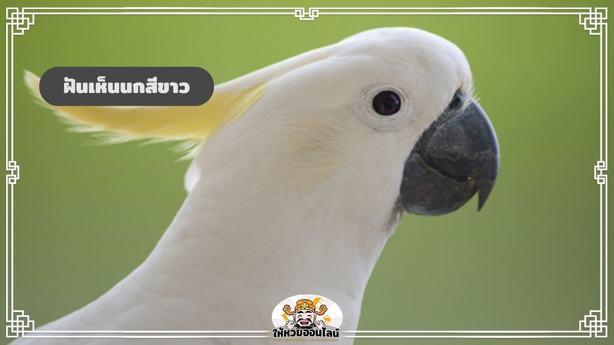 ฝันเห็นนกสีขาว ส่องความหมาย ตีเลขเด็ดแม่นๆ ลุ้นโชค