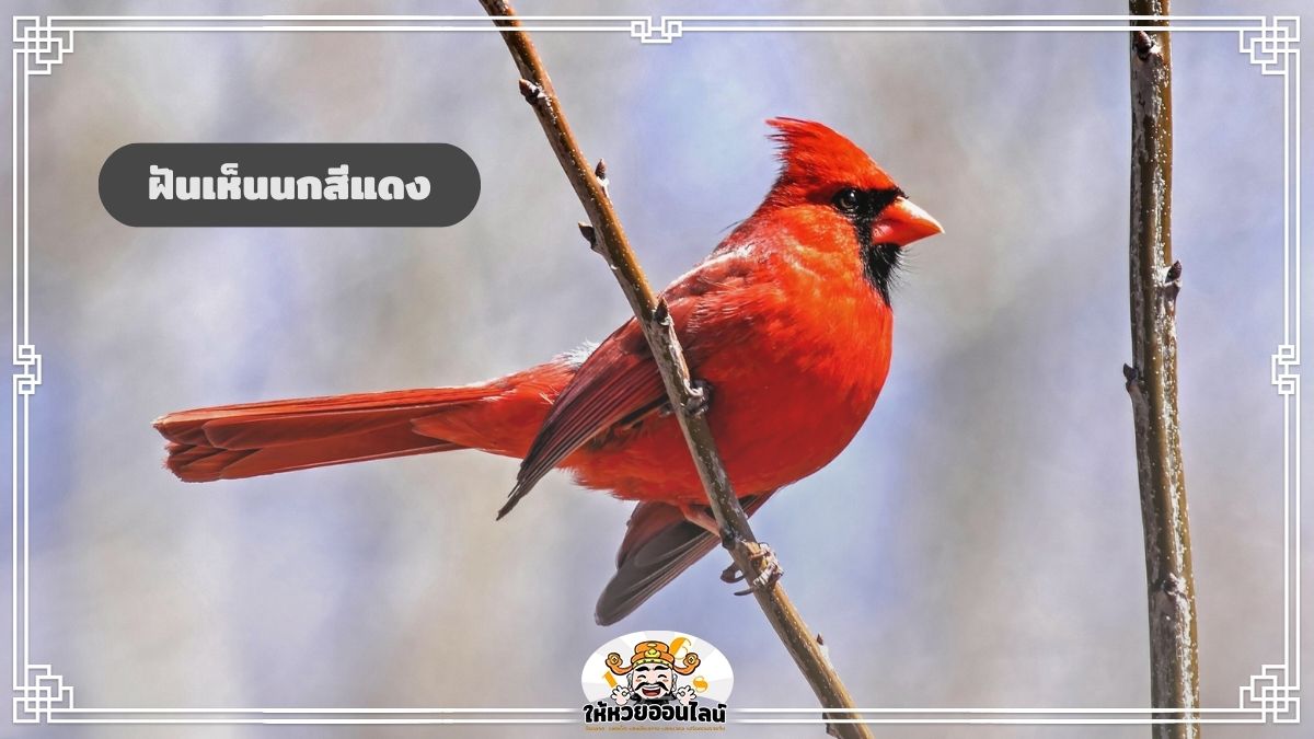 image-ฝันเห็นนกสีแดง ส่องความหมายเกี่ยวกับ ‘นกสีแดง’ พร้อมเลขเด็ด