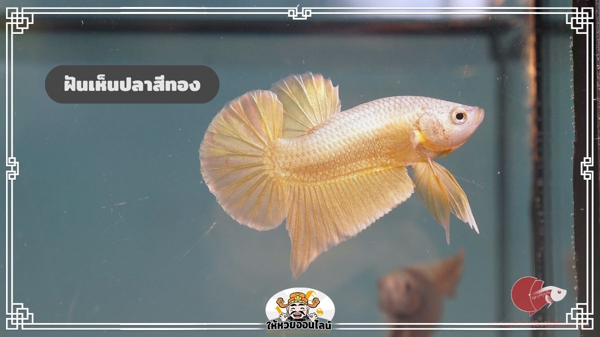 image-ฝันเห็นปลาสีทอง ทำนายฝัน เปิดคำทำนายในปี 2569