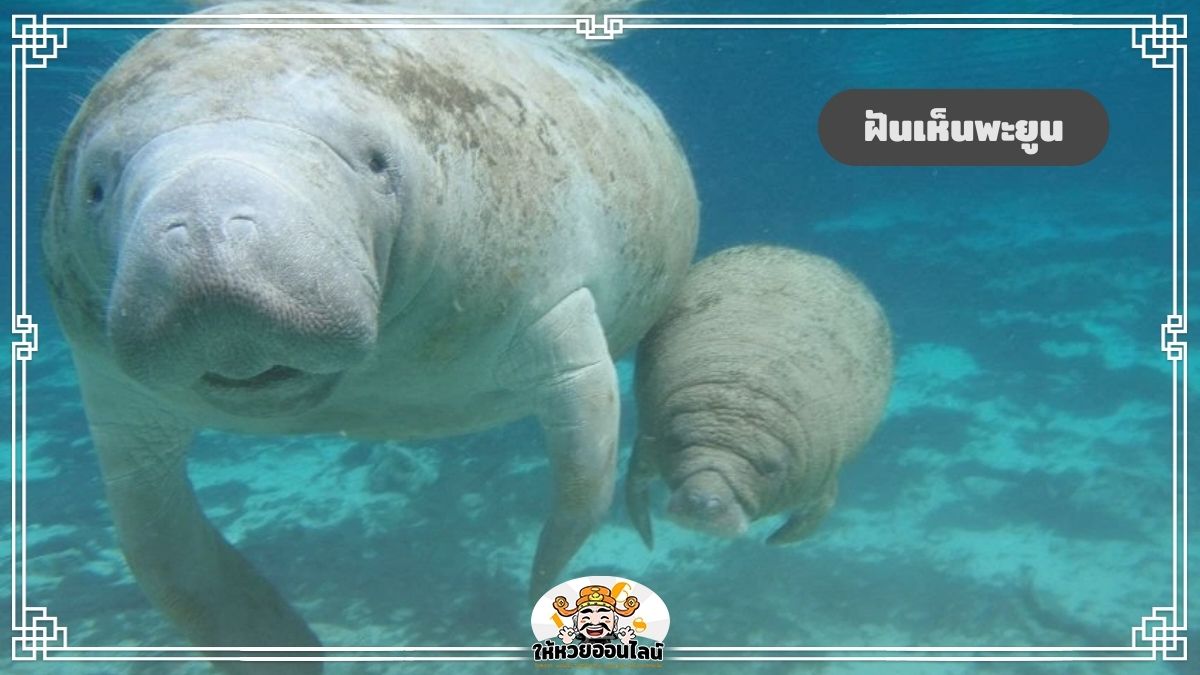 image-ฝันเห็นพะยูน พะยูนเกยตื้น ฝันแบบนี้หมายถึงอะไร เช็กเลย