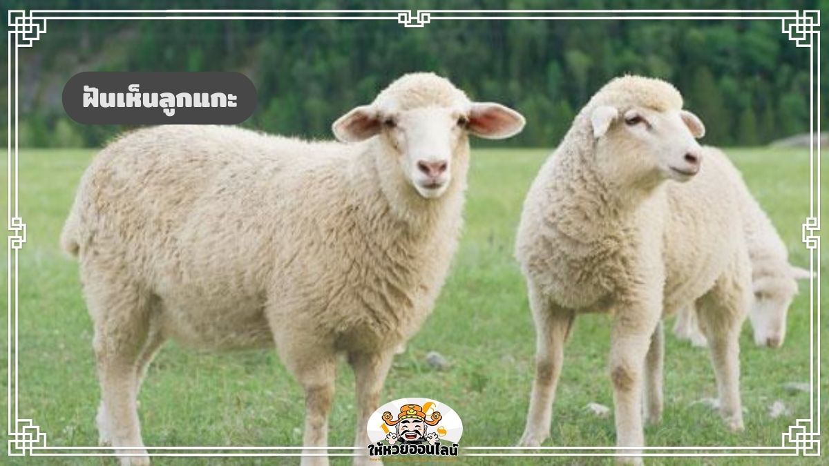 image-ฝันเห็นลูกแกะ ทำนายฝันเกี่ยวกับ ‘ลูกแกะ’ ตีเลขเด่น พร้อมความหมาย