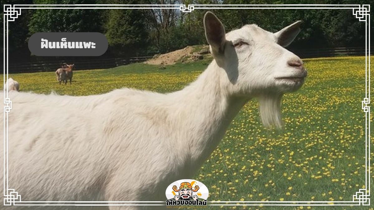 image-ฝันเห็นแพะ ฝันเห็นฝูงแพะ ตีความหมายแม่นๆ พร้อมเลขเด็ดจากฝัน