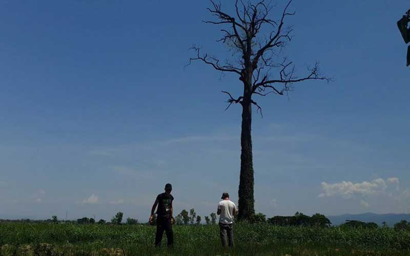 ต้นไม้ตาย