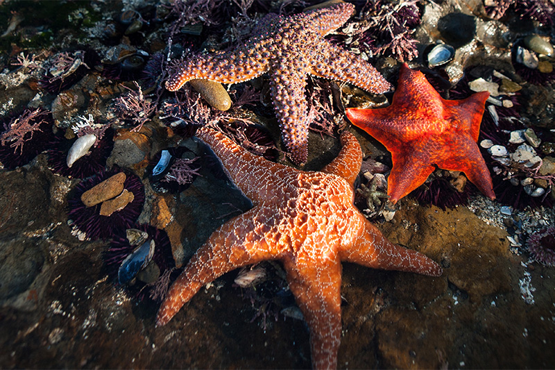 ปลาดาวห้าแฉก