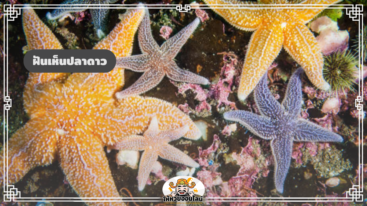 image-ฝันเห็นปลาดาว ทำนายฝัน ‘ปลาดาว’ ตีความหมายและเลขนำโชค