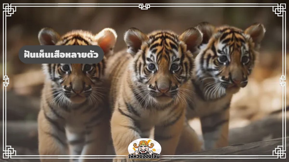 image-ฝันเห็นเสือหลายตัว ฝันแบบนี้มีเกณฑ์ต้องระวังจริงไหม เรามีคำตอบ!
