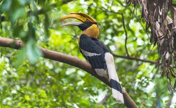 นกเงือกบนต้นไม้