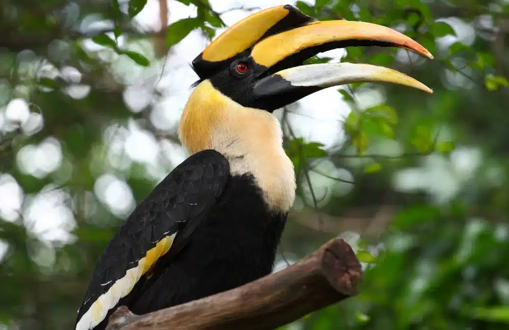 นกเงือก