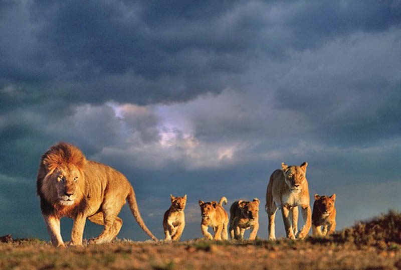 ฝูงสิงโต