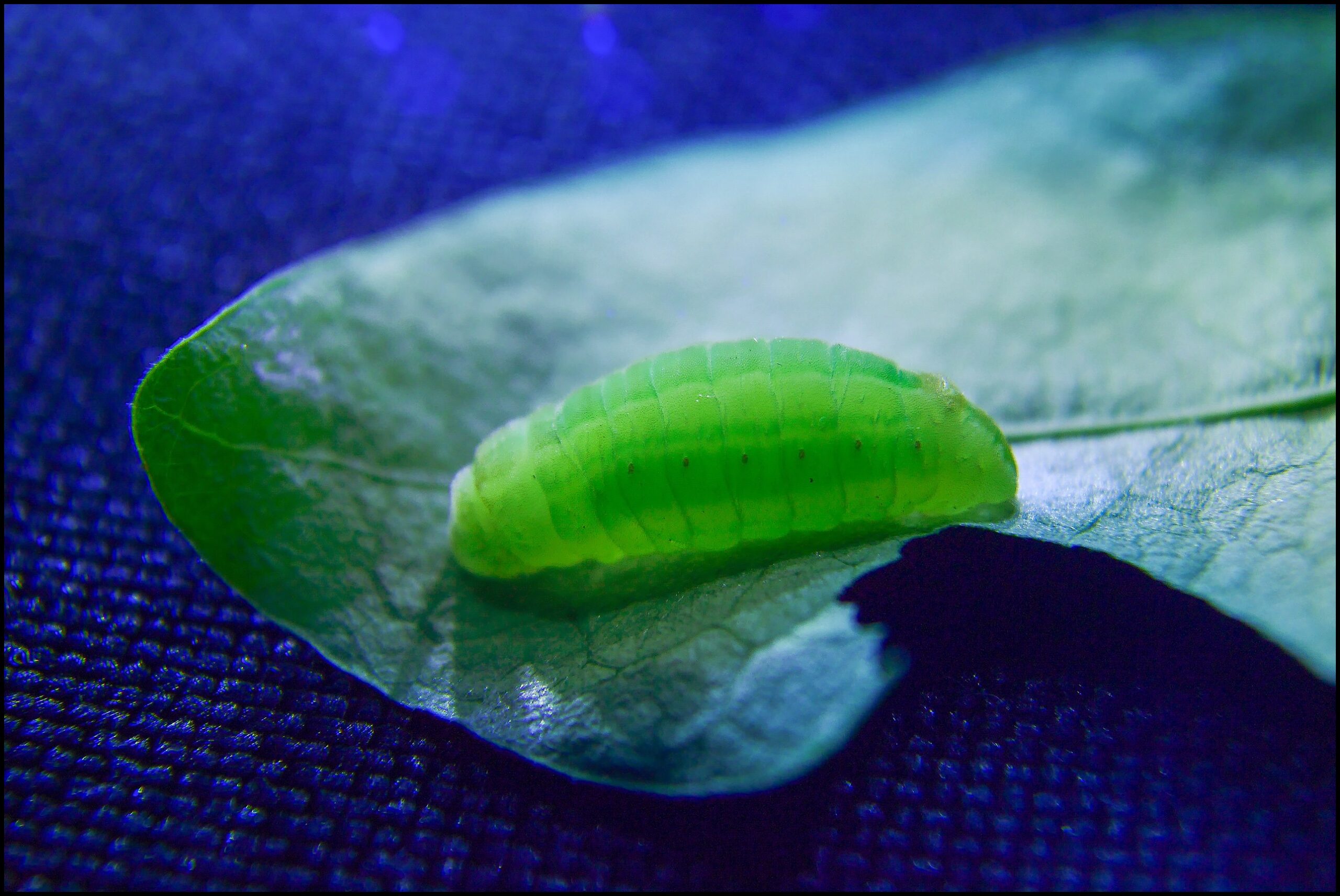 หนอนตัวเล็ก