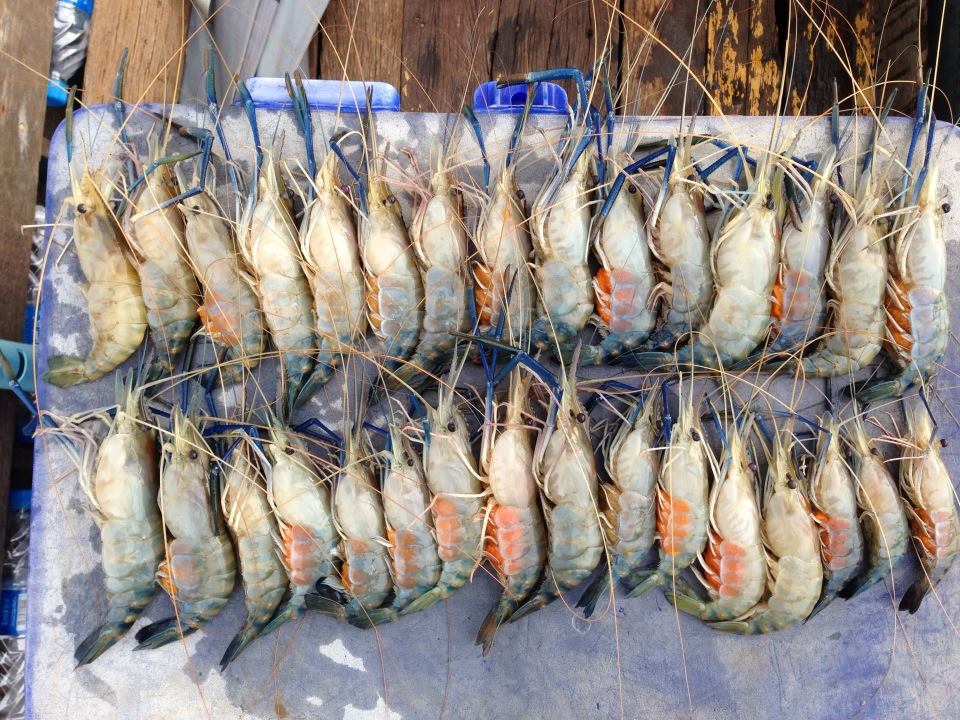 กุ้ง