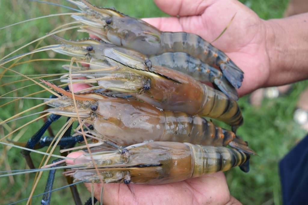 จับกุ้ง