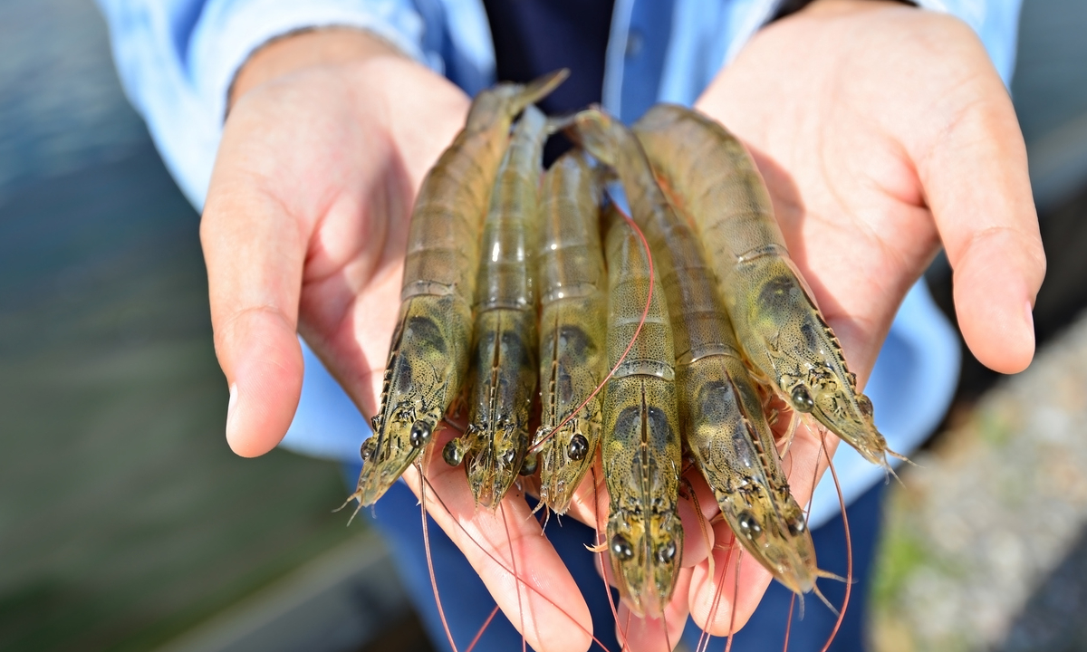 กุ้งเยอะมาก