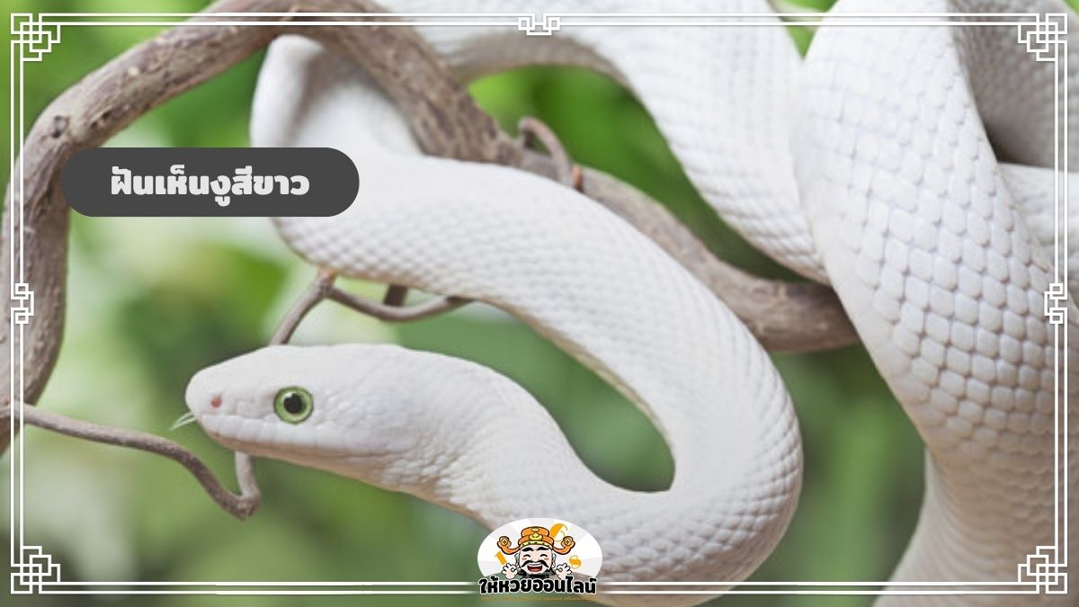 image-ฝันเห็นงูสีขาว จะมีโชคก้อนใหญ่เข้ามาจริงหรือ?
