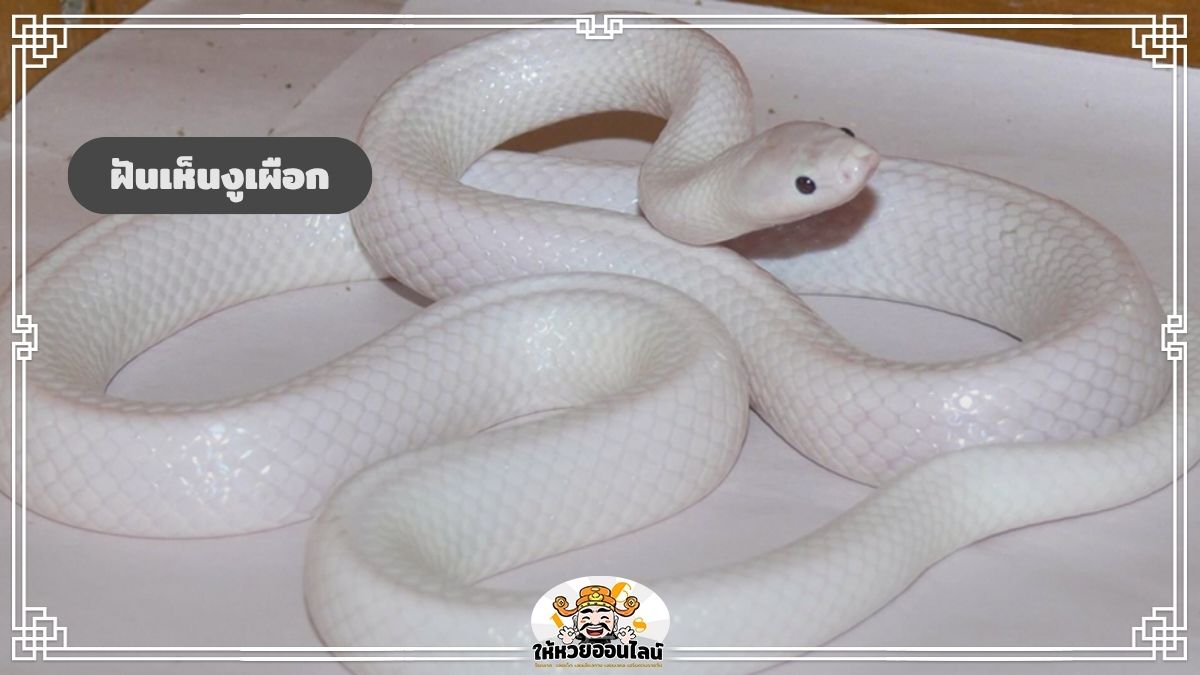 image-ฝันเห็นงูเผือก จะได้โชคใหญ่และผู้ใหญ่เมตตาจริงไหม?