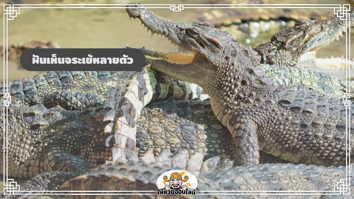 image-ฝันเห็นจระเข้หลายตัว ช่วงนี้ต้องระวังคนรอบตัวจริงหรือ?