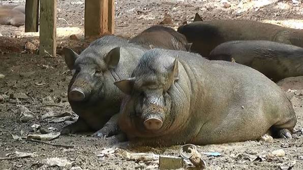 หมูป่า