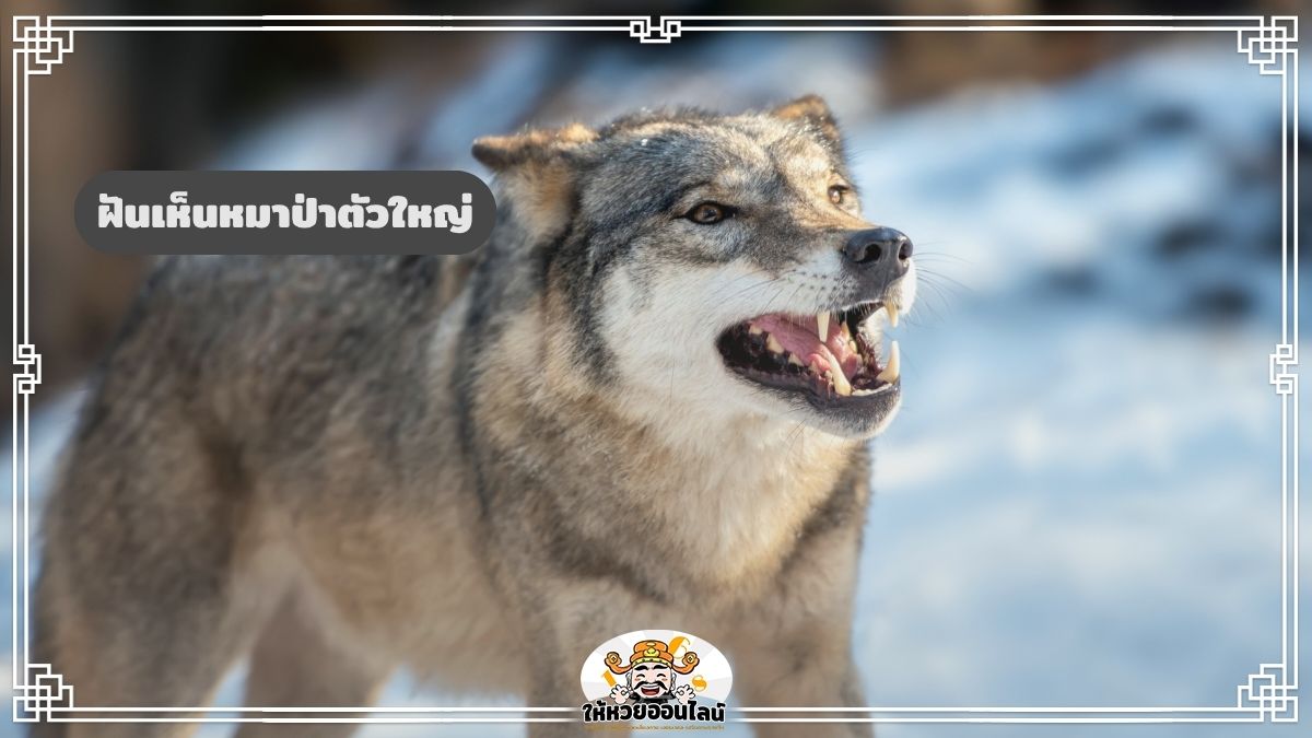 image-ฝันเห็นหมาป่าตัวใหญ่ จะมีอำนาจมากขึ้นหรือกำลังเจอคู่แข่งสำคัญ?