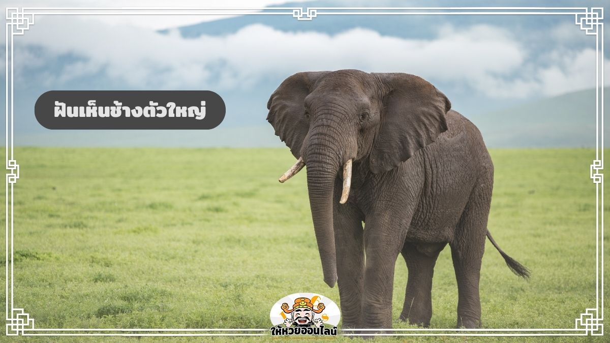 ฝันเห็นช้างตัวใหญ่ เปิดคำทำนายเรื่องบารมี โชคลาภ และชีวิต