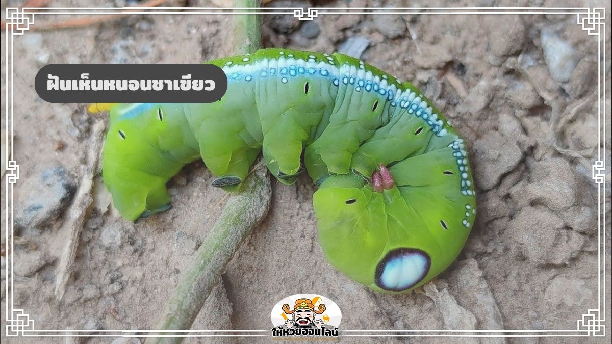 ฝันเห็นหนอนชาเขียว จะได้โชคลาภหรือเสียทรัพย์ หาคำตอบที่นี่